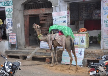 camel in Pushkar, Rajasthan, India