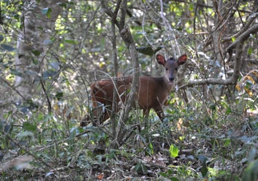 Deer in the Isimangaliso wetland park, St Lucia, South Africa