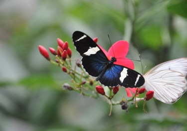 Butterflies at the La Paz Waterfall Garden and Nature Park, Costa Rica