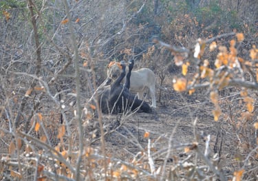 Lioness eating her prey in the Hluhluwe and Umfolozi game park, South Africa