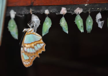 Butterflies at the La Paz Waterfall Garden and Nature Park, Costa Rica