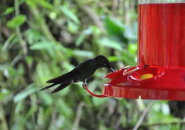 Humming Birds at the La Paz Waterfall Garden and Nature Park, Costa Rica