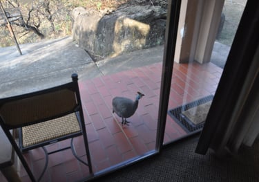 Guineafowl, Thendele Upper Camp, Drakensberg Amphitheatre, South Africa