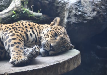 Jaguar at the La Paz Waterfall Garden and Nature Park, Costa Rica