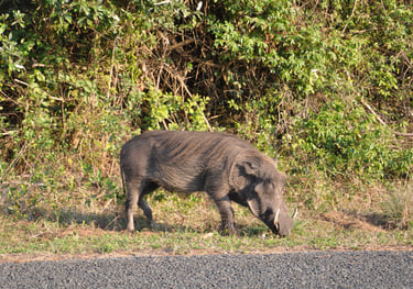 wild boar in the Isimangaliso wetland park, St Lucia, South Africa