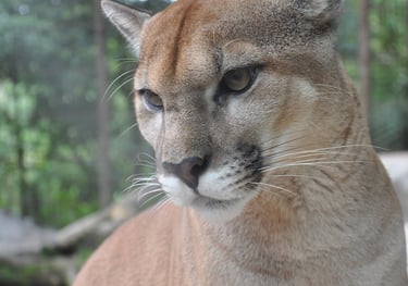 puma at the La Paz Waterfall Garden and Nature Park, Costa Rica
