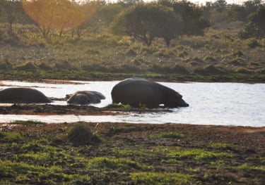 Hippos at the Isimangaliso wetland park, St Lucia, South Africa