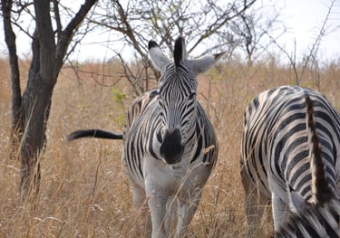 Zebra in the Hluhluwe and Umfolozi game park, South Africa