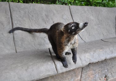 Coati at the La Paz Waterfall Garden and Nature Park, Costa Rica