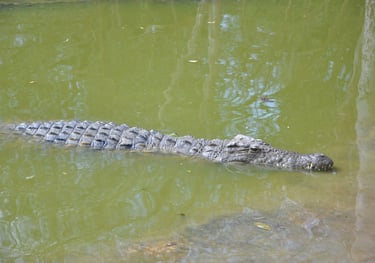 crocodiles in the estuary at estuary beach, St Lucia, South Africa