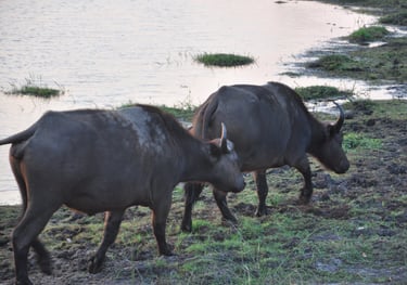 cape buffalo in the Hluhluwe and Umfolozi game park, South Africa