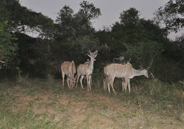 Striped deer, in the Isimangaliso wetland park, St Lucia, South Africa