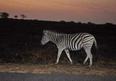 Zebra in the Isimangaliso wetland park, St Lucia, South Africa