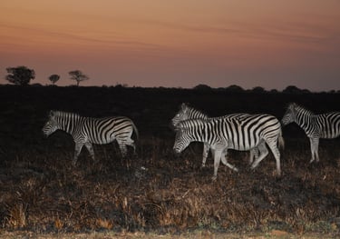zebras in south africa