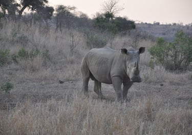 Rhino in the Hluhluwe and Umfolozi game park, South Africa