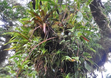 Monteverde Cloud Forest Reserve, Costa Rica