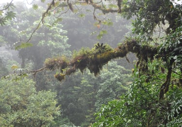 Monteverde Cloud Forest Reserve, Costa Rica