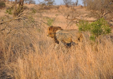 Male lion in the Hluhluwe and Umfolozi game park, South Africa