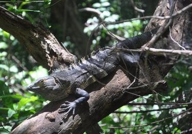 Lizard at Barra Honda National Park, Costa Rica