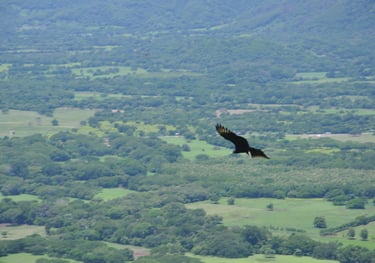 Raptors at Barra Honda National Park, Costa Rica