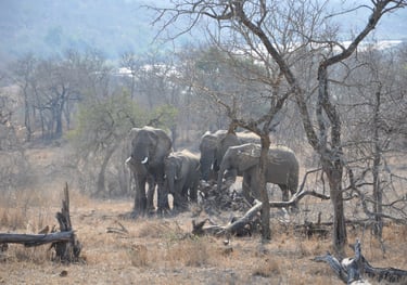Herd of elephants in the Hluhluwe and Umfolozi game park, South Africa