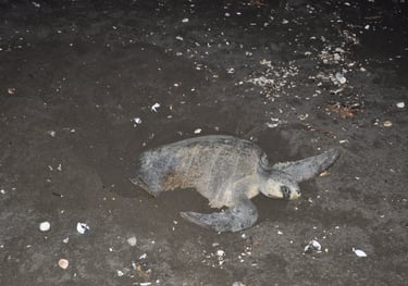 Turtle laying her eggs on Ostinal Beach, Guancastle, Costa Rica