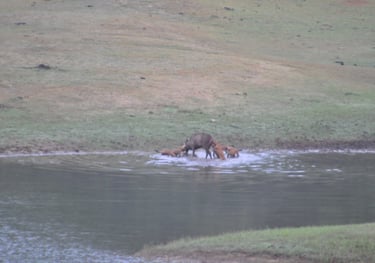 wild dogs kill a deer at the Periyar Tiger reserve, near Kumily , India