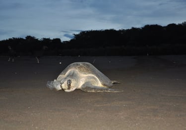 Turtle returning to the sea on Ostinal Beach, Guancastle, Costa Rica