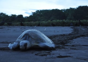Turtle returning to the sea on Ostinal Beach, Guancastle, Costa Rica
