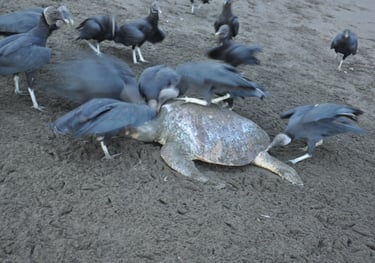 Turtle that didnt make it, killed by vultures on Ostinal Beach, Guancastle, Costa Rica