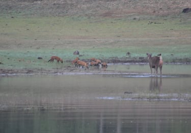 wild dogs kill a deer at the Periyar Tiger reserve, near Kumily , India