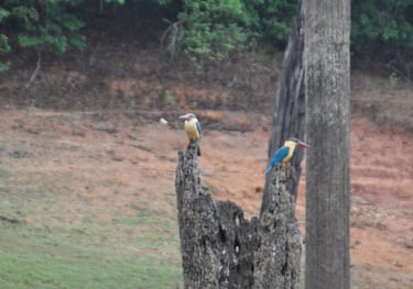 birds at the Periyar Tiger reserve, near Kumily , India
