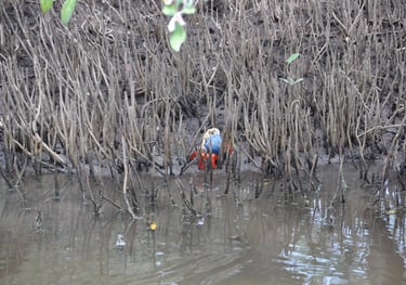 crabs in the mangrove, Santa Rosa National Park, Guanacastle, Costa Rica