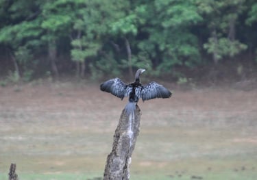 birds at the Periyar Tiger reserve, near Kumily , India