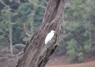 birds at the Periyar Tiger reserve, near Kumily , India