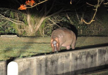 Hippos in the streets of St Lucia, South Africa