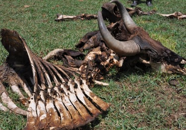 tiger kill at the Periyar Tiger reserve, near Kumily , India