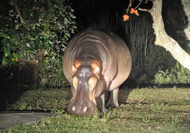 Hippos in the streets of St Lucia, South Africa