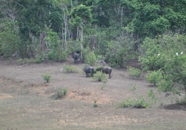 eliphants at the Periyar Tiger reserve, near Kumily , India