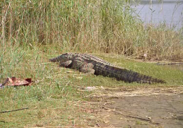 crocodiles at estuary beach, St Lucia, South Africa