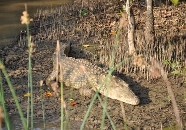 crocodiles at estuary beach, St Lucia, South Africa