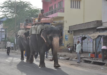 elephants near Man Sagar Lake, Jaipur, Rajasthan, India