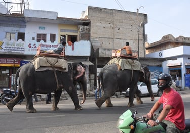 elephants near Man Sagar Lake, Jaipur, Rajasthan, India