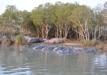 Hippos in the St Lucia Estuary, isimangaliso, South Africa