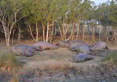 Hippos in the St Lucia Estuary, isimangaliso, South Africa