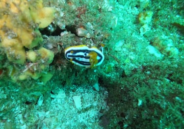 nudibranch, sodwana bay, South Africa