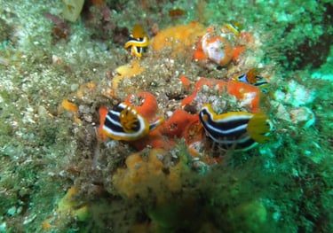 nudibranch, sodwana bay, South Africa