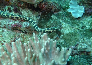 sea snake, sodwana bay, South Africa