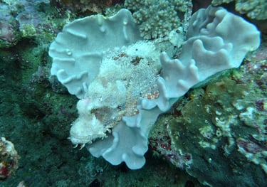 scorpion fish, sodwana bay, South Africa