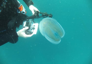 jelly fish, sodwana bay, South Africa